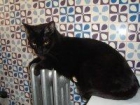 Regalo gato supercariñoso por imposibilidad de llevar conmigo - mejor precio | unprecio.es