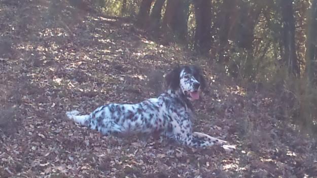 Setter ingles con posibilidad de LOE - Granada