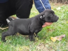 Staffordshire bull terrier en venta - mejor precio | unprecio.es