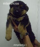 venda cachorra de pastor aleman