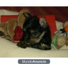 Yorkshire terrier cachorros con pedigree - mejor precio | unprecio.es