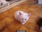 REGALO GATITO BLANCO ESTA PEQUEÑITO 622133016 - mejor precio | unprecio.es