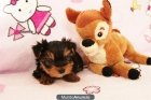 Vendo preciosos, auténticos cachorros de yorkshire terrier - mejor precio | unprecio.es
