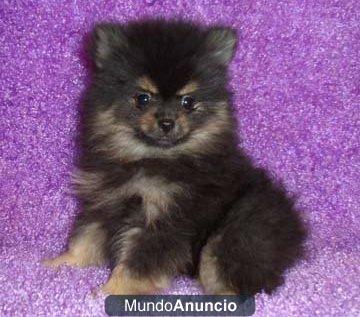 Rubí G1 Mantenga cachorro hembra pomerania