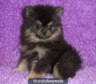 Rubí G1 Mantenga cachorro hembra pomerania - mejor precio | unprecio.es