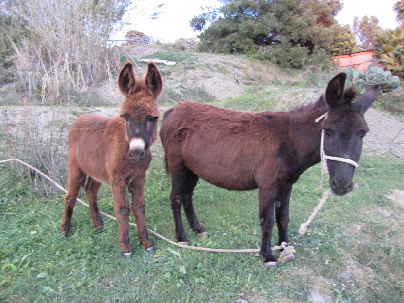 burros enanos