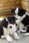 Cachorros de border collie con buen  pedigree - mejor precio | unprecio.es