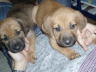 cachorros de boxer y pastor - mejor precio | unprecio.es