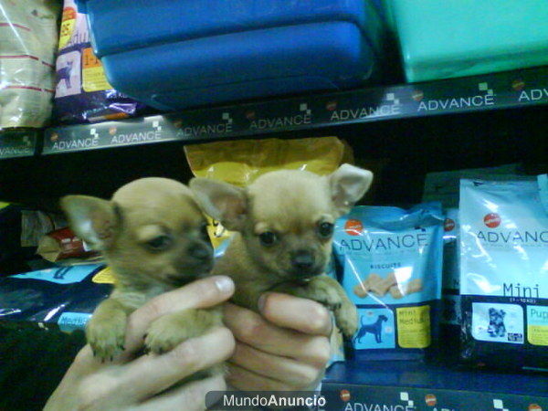 CACHORROS DE CHIHUAHUA, EXCELENTES, 650 EUROS