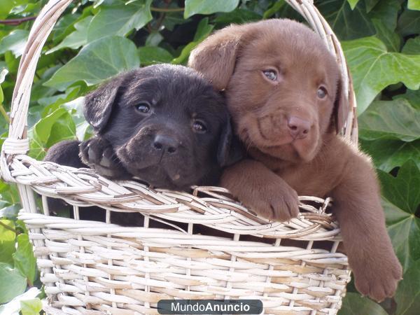 cachorros de labrador