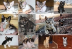 Gatitos adopción en Tarragona - mejor precio | unprecio.es