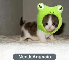 gatitos puedes eleguir color todo un regalo  634 32 37 82