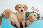 Impresionante camada de Golden ¡ control veterinario ! - mejor precio | unprecio.es