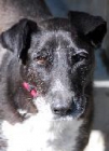 Nena perrita que a pesar de su aspecto de fiera es un amor - mejor precio | unprecio.es