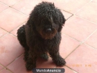 perros de agua - mejor precio | unprecio.es