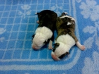 pitt bull american estafforshire terrier - mejor precio | unprecio.es
