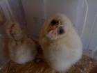 precioso pollo de lechuza del 2009 - mejor precio | unprecio.es
