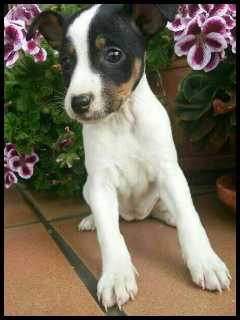 Ratonero bodeguero andaluz