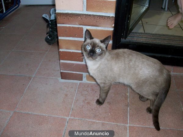 regalo gata siamesa 7 meses esterilizada