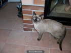 regalo gata siamesa 7 meses esterilizada - mejor precio | unprecio.es