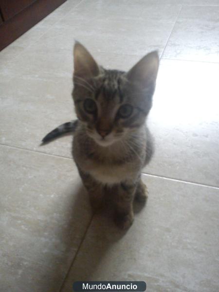 regalo gatita de 3 o 4 meses