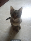 regalo gatita de 3 o 4 meses - mejor precio | unprecio.es