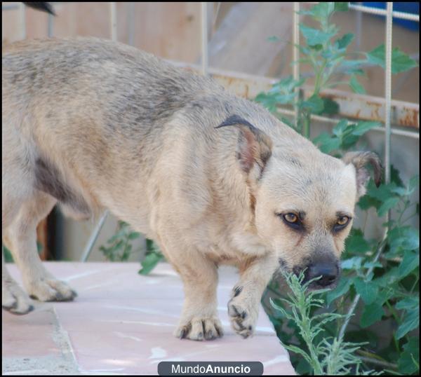 SE ME HA PERDIO EL PERRO, TU LO HAS VISTO???