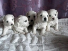 se venden cachoros de bichon maltes - mejor precio | unprecio.es