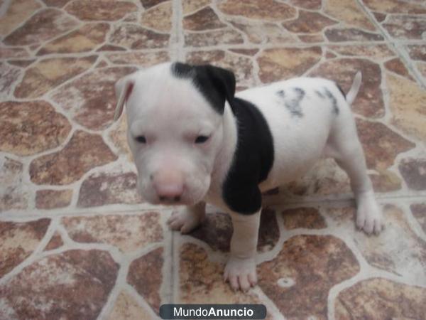 vendo cachorros de american stafforshire terrier