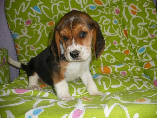 Beagle, vendo unos magníficos cachorros