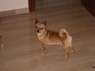 busco perra chihuahua para mi perro - mejor precio | unprecio.es