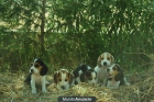 Cachorritos dos meses BeAgLe - mejor precio | unprecio.es