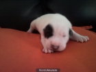Cachorros American Stanford - mejor precio | unprecio.es