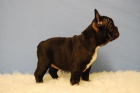 Cachorros de bulldog frances negros 390 euros - mejor precio | unprecio.es