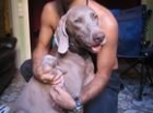 cachorros Weimaraner - mejor precio | unprecio.es