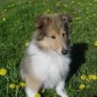 collie en bruto de forma gratuita - mejor precio | unprecio.es