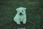 Estraordinarios Cachorritos de Westy / WWW.PUPPYMAS.COM / - mejor precio | unprecio.es