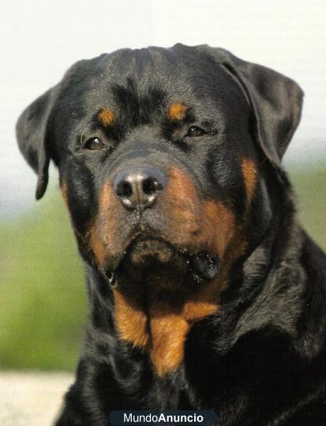 Fantastica camada de Rottwiller