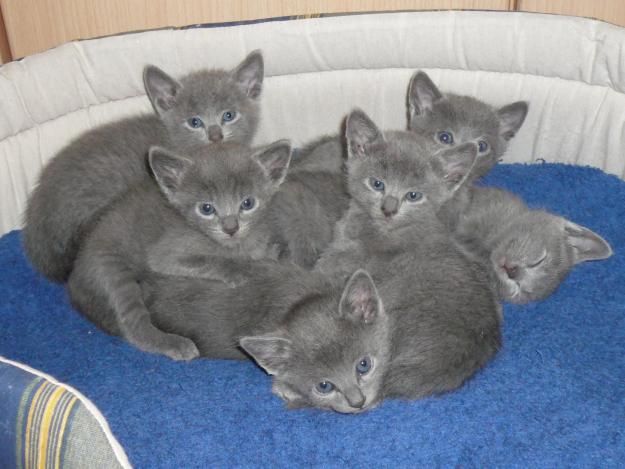 gatos azul ruso