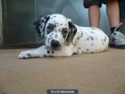 Haru, cachorro dalmata dos meses enadopcion - mejor precio | unprecio.es