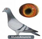 palomas mensajeras - mejor precio | unprecio.es