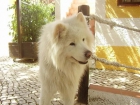 Samoyedo con pedigree busca novia - mejor precio | unprecio.es