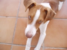 Sancho busca una casa - mejor precio | unprecio.es