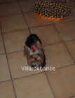 yorkshire terrier - mejor precio | unprecio.es
