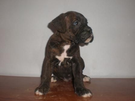 Boxer - Atigrados Camada Disponible - Cachorros con 2 meses Listos para Entregar