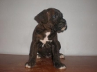 Boxer - Atigrados Camada Disponible - Cachorros con 2 meses Listos para Entregar - mejor precio | unprecio.es