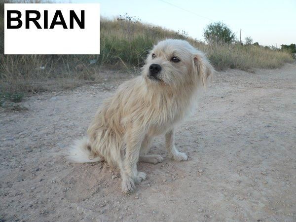 BRIAN, PERRO EN ADOPCION URGENTE!!!