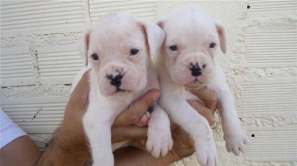 cachorro boxer blanco hijo de campeones