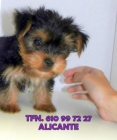 Cachorro Yorkshire Terrier Alicante - mejor precio | unprecio.es