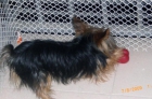 Camada de yorkshire terrier tamaño pequeño - mejor precio | unprecio.es